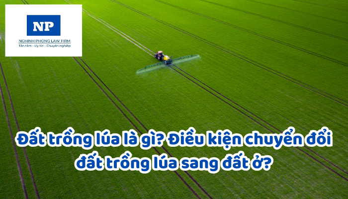 Đất trồng lúa là gì? Điều kiện chuyển đổi đất trồng lúa sang đất ở?