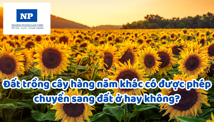 Đất trồng cây hàng năm khác có được phép chuyển sang đất ở hay không?