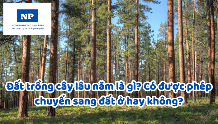 Đất trồng cây lâu năm là gì? Có được phép chuyển sang đất ở hay không?