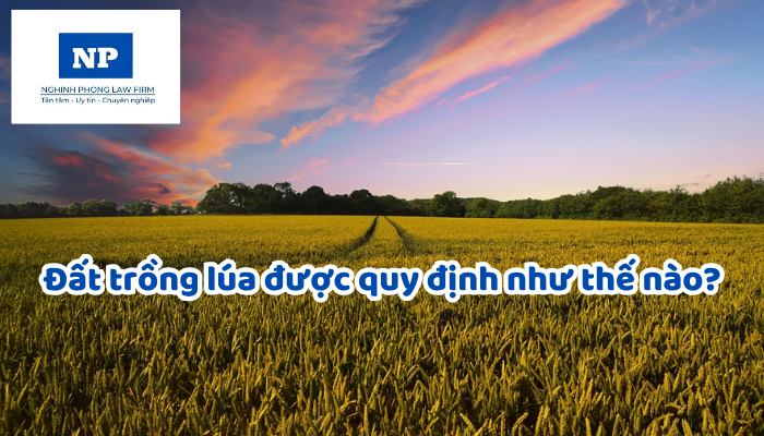 Đất trồng lúa được quy định như thế nào?