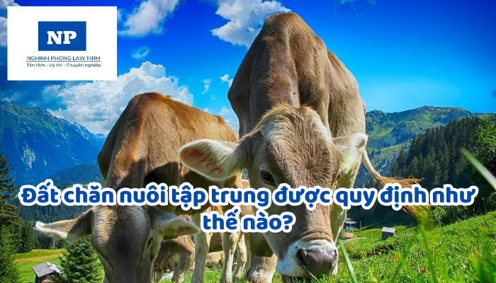 Đất chăn nuôi tập trung được quy định như thế nào?