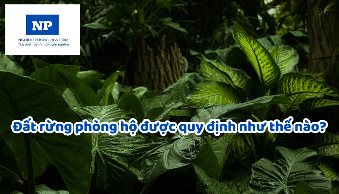 Đất rừng phòng hộ được quy định như thế nào?