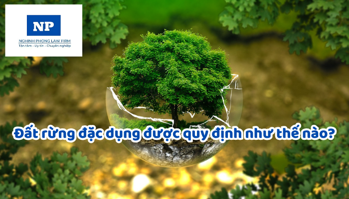 Đất rừng đặc dụng được quy định như thế nào?