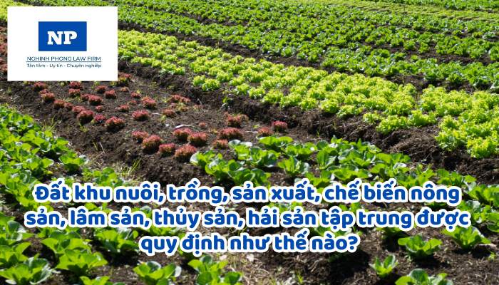 Đất khu nuôi, trồng, sản xuất, chế biến nông sản, lâm sản, thủy sản, hải sản tập trung được quy định như thế nào?